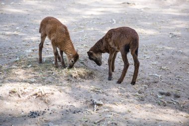 iki kahverengi keçi