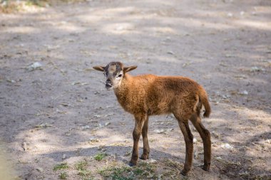 Kahverengi keçi melemek yerde duran