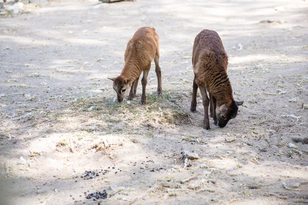 Duas cabras marrons — Fotografia de Stock