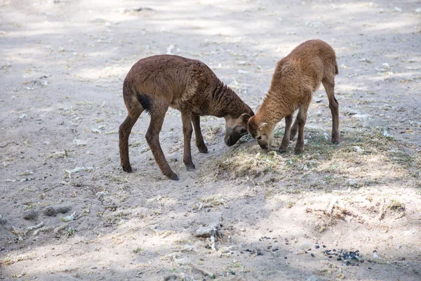 Dos cabras marrones — Foto de Stock