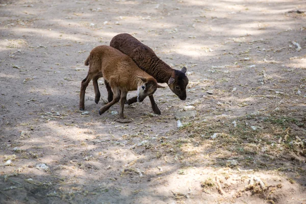 Zwei braune Ziegen — Stockfoto