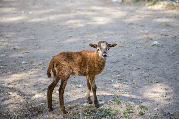 Grouse de cabra marrom garoto de pé no chão — Fotografia de Stock