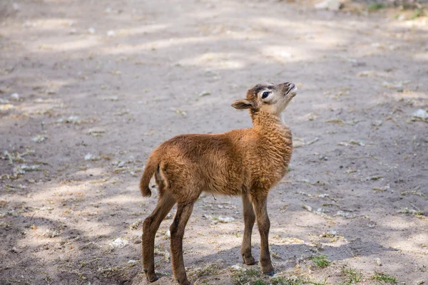 Brown goat standing on the ground — Stock Photo, Image