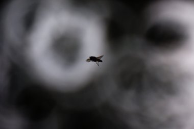 hoverfly vurgulama portre