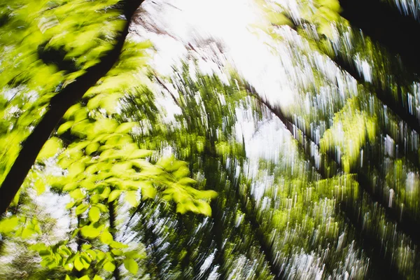 Defocused forest circle Hypnotic blurry effect — Stock Photo, Image