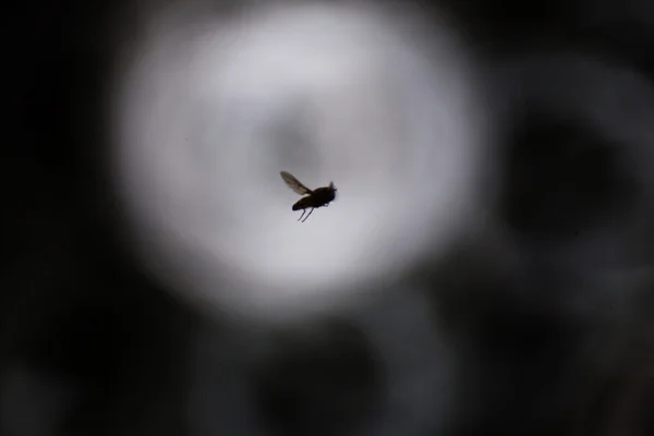 Hoverfly in bilico primo piano — Foto Stock