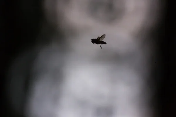 Hoverfly pairando closeup — Fotografia de Stock