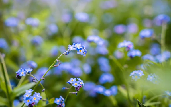 Förgätmigej blommor vas — Stockfoto