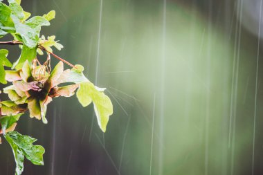 Soyut yaz yağmur damlaları