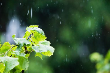 Yaz dışında sağanak yağışlı