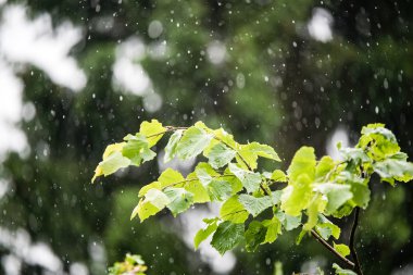 Yaz dışında sağanak yağışlı