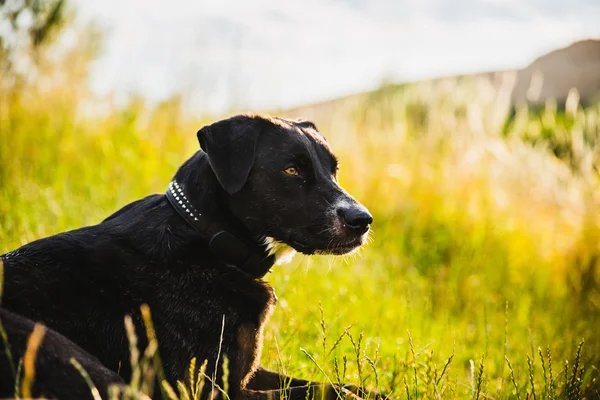 Svart hund gräs — Stockfoto