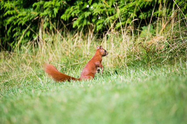 red squirrel in the garden.