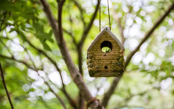 Vogelhuisje aan de boom — Stockfoto