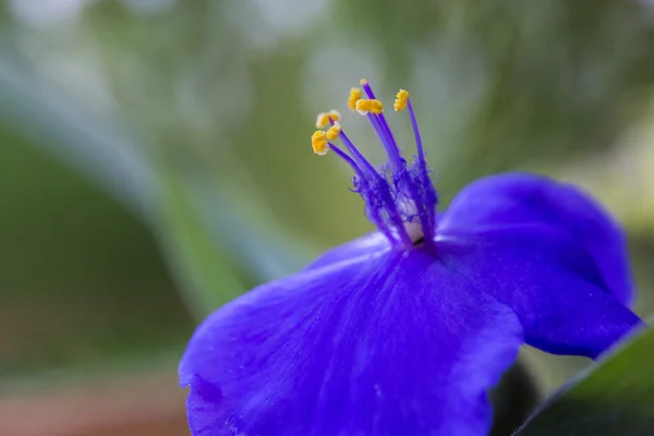 Fiore lilla azzurro primo piano — Foto Stock