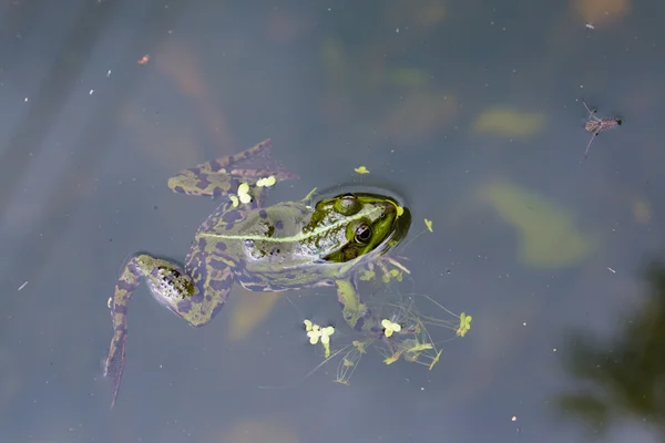 青蛙在池塘里游泳 — 图库照片