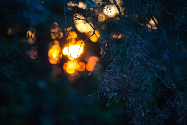 Foto abstrata da explosão de luz entre as árvores — Fotografia de Stock