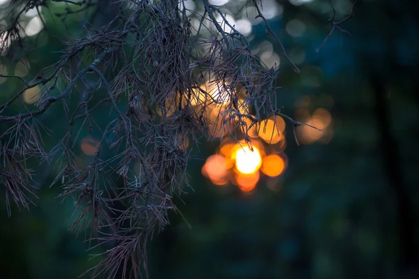 Foto abstrata da explosão de luz entre as árvores — Fotografia de Stock