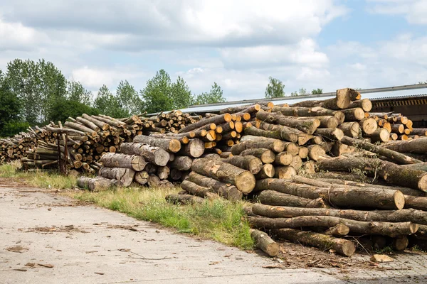 Pile of wood logs — Stock Photo, Image