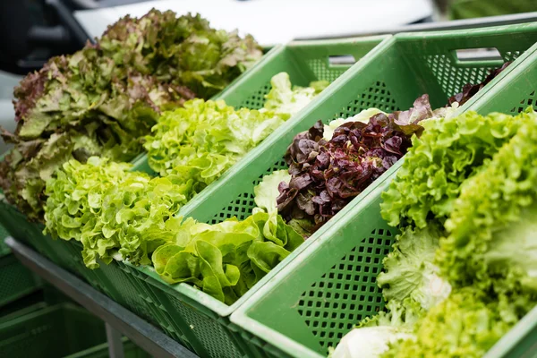 Gruppo di insalata di lattuga fresca sul mercato — Foto Stock
