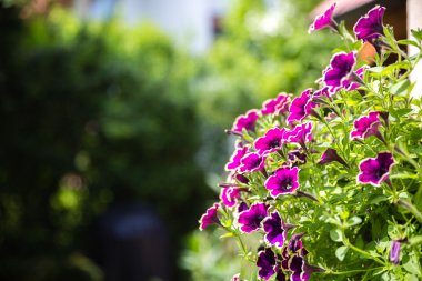 Güzel bahçe atmosfer