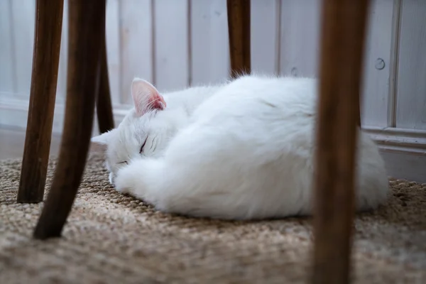 Спящий белый кот — стоковое фото