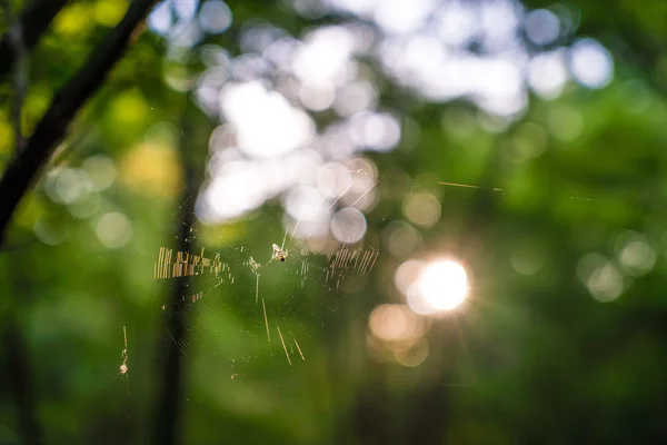 Spinnennetz im Wald — Stockfoto