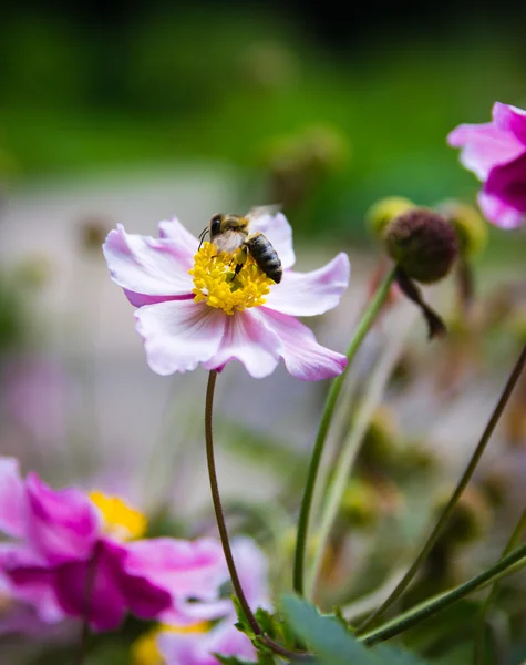 A flor e a abelha — Fotografia de Stock