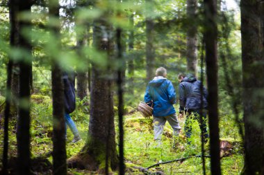 Orman mantar in quest of