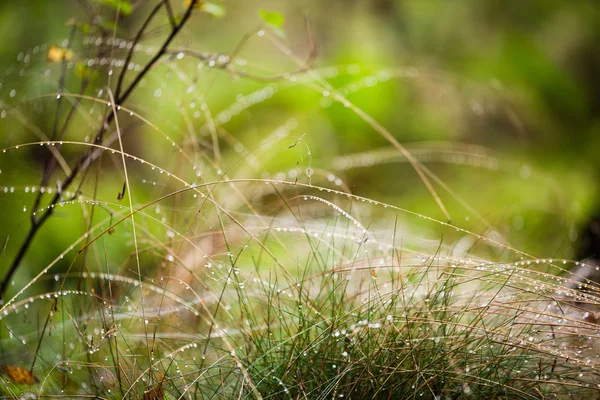 Herbe avec gouttes de rosée gros plan — Photo