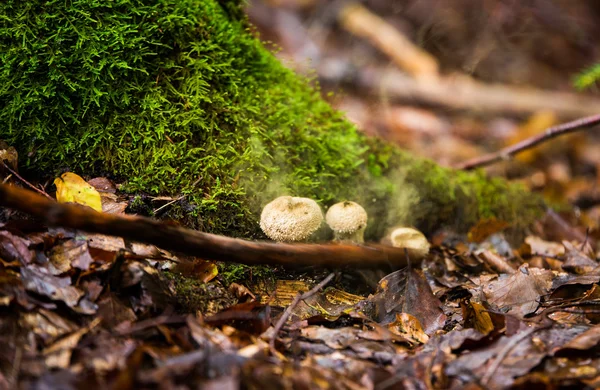 Wild mushrooms Bovista plumbea — Stock Photo, Image