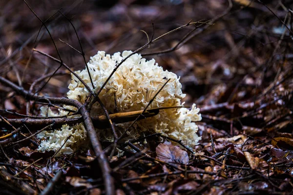 Cogumelo de couve-flor - Sparassis Crispa — Fotografia de Stock