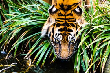 Bengal Tiger drinking water clipart