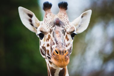 zürafa closeup portresi
