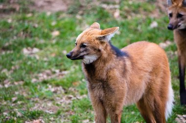Yeleli kurt, Chrysocyon brachyura