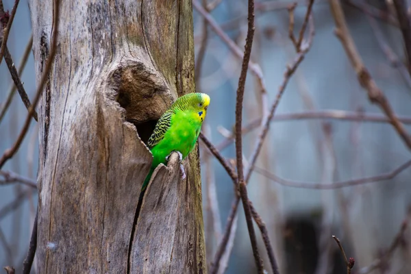 Papagaio selvagem rápido — Fotografia de Stock