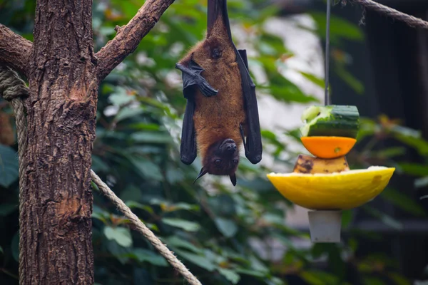 Фруктова кажана літаюча лисиця — стокове фото