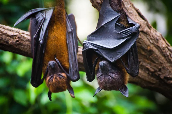 Pteropus blízko černé parmičky visí ve stromu — Stock fotografie