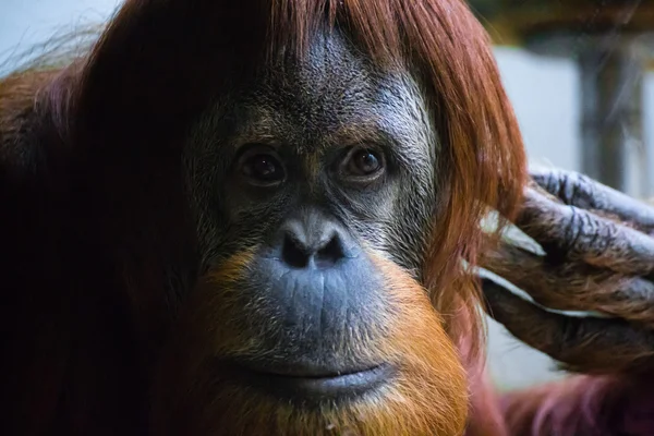 Az orangután, szelektív összpontosít közelről. — Stock Fotó