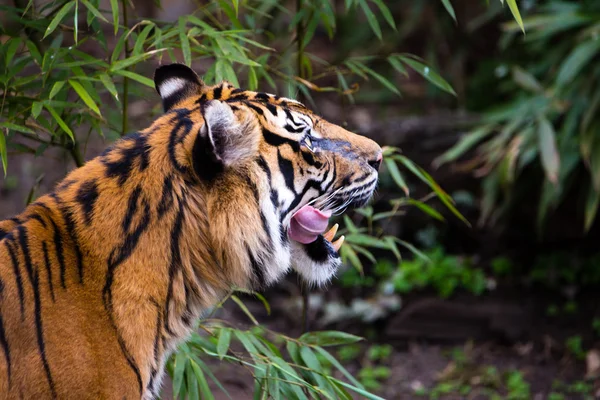 Zähne des Tigers — Stockfoto