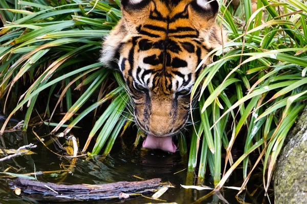 Indischer Tiger Trinkwasser — Stockfoto