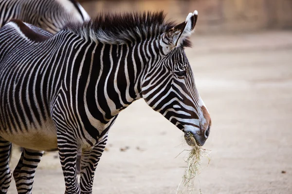 Zebra na równinach — Zdjęcie stockowe