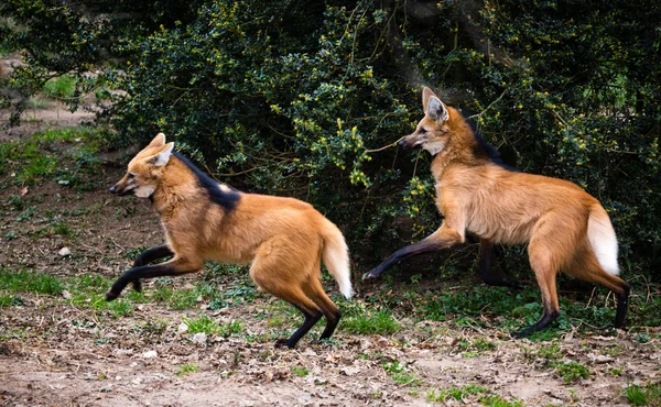 Két Sörényes farkas a Chrysocyon brachyurus — Stock Fotó