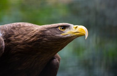 Kel kartal başkanı