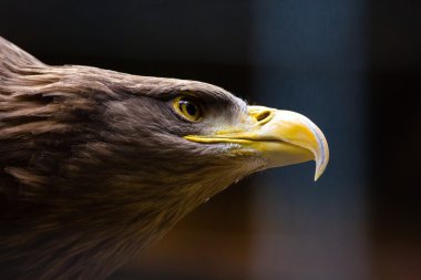 Closeup Amerikan kel kartal