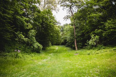 yeşil çayır bir şekilde