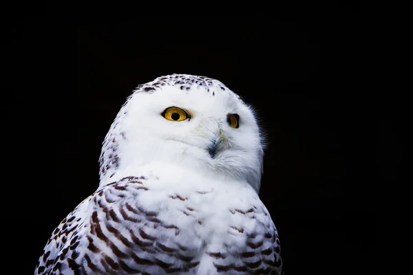 Closeup portrait snowy owl — Stock Photo, Image