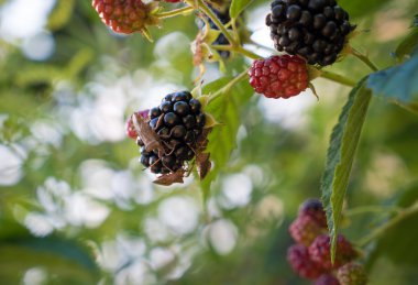 Kıllı Shieldbug veya blackberry üzerinde yaban eriği hata