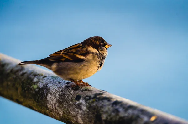 Portrait of sparrow sitting close-up — Stock Photo, Image