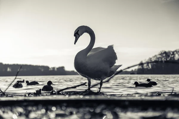 Cygne gracieux sur un lac — Photo